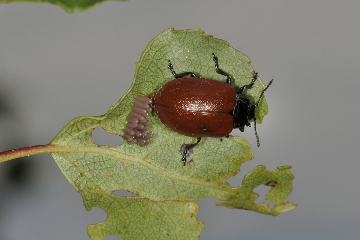 Chrysomela populi ? Si.